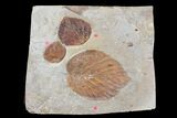 Three Fossil Leaves (Zizyphoides, Beringiaphyllum & Davidia) - Montana #165041-3
